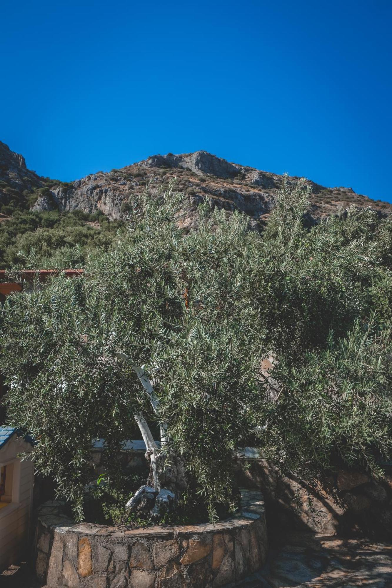 Natureland Efes Pension Selçuk Esterno foto