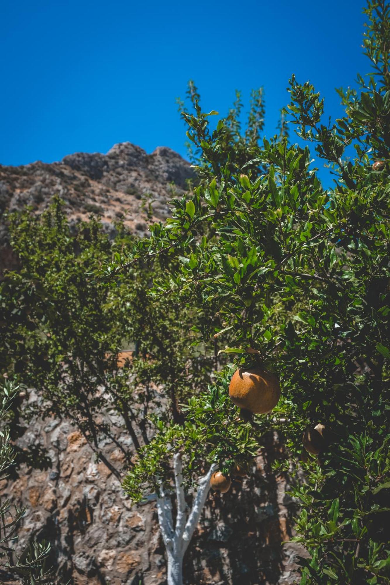 Natureland Efes Pension Selçuk Esterno foto