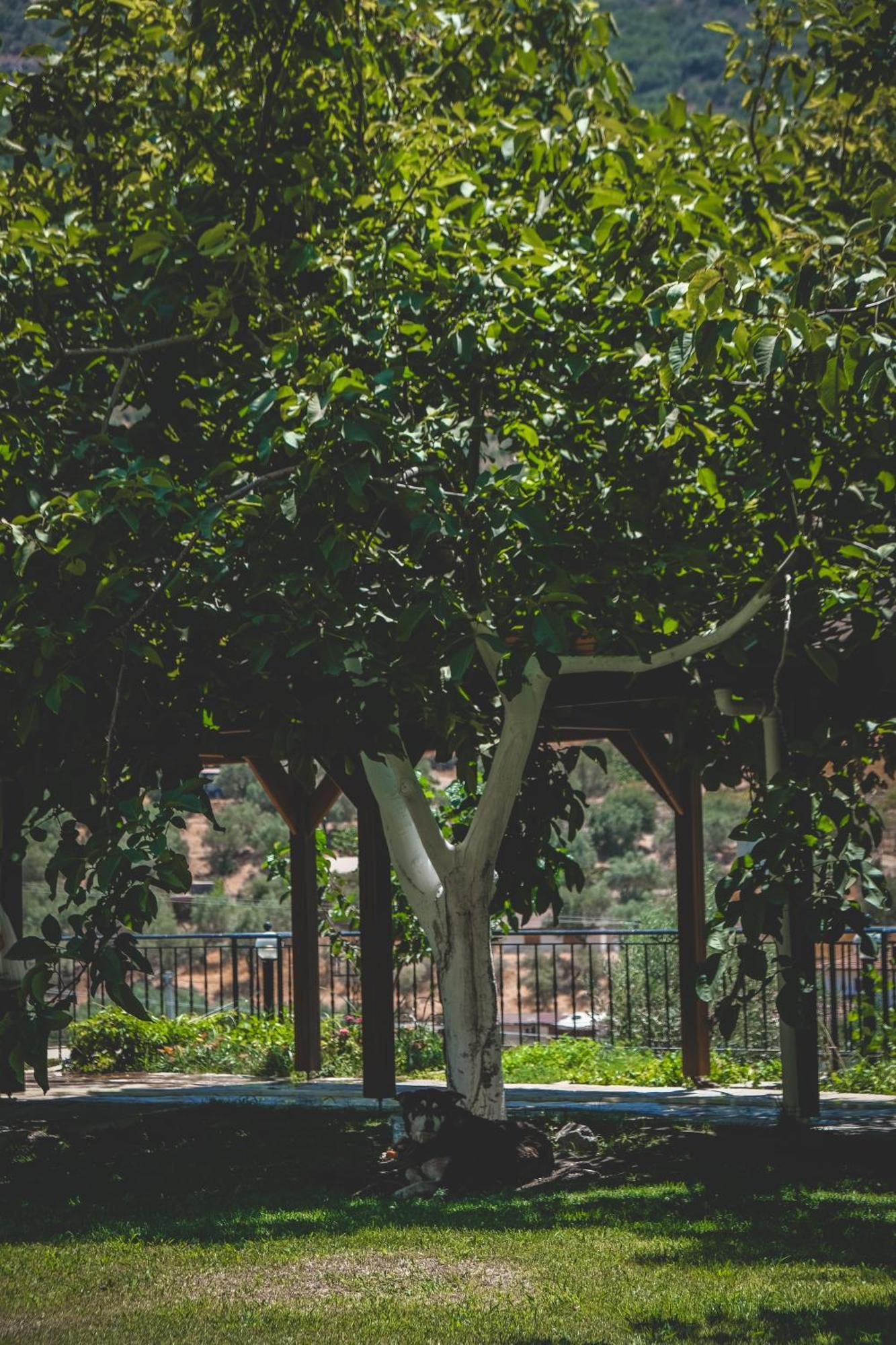 Natureland Efes Pension Selçuk Esterno foto